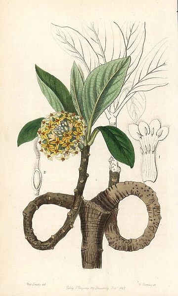 Oriental paperbush, Edgeworthia tomentosa