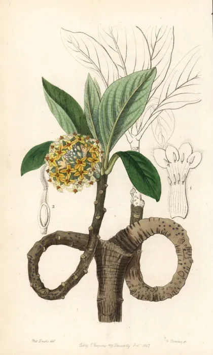 Framed Print : Oriental paperbush, Edgeworthia tomentosa Framed Print : Oriental paperbush, Edgeworthia tomentosa