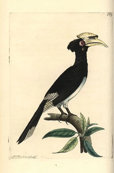 Oriental pied-hornbill, Anthracoceros albirostris