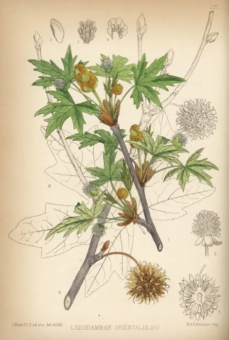 Framed Print : Oriental sweetgum, Liquidambar orientalis Framed Print : Oriental sweetgum, Liquidambar orientalis