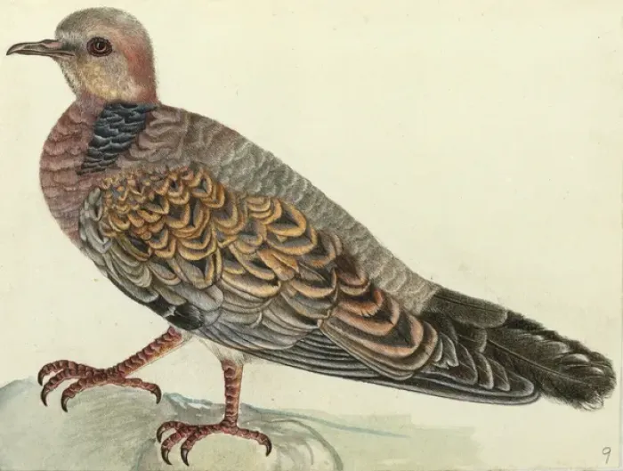 Framed Print : Oriental Turtle Dove, Streptopelia orientalis Framed Print : Oriental Turtle Dove, Streptopelia orientalis