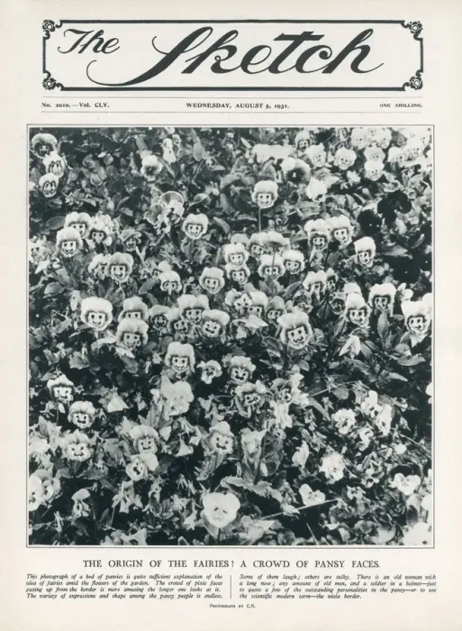 Framed Print : The Origin of the Fairies - A Crowd of Pansy Faces. Date: 1931 Framed Print : The Origin of the Fairies - A Crowd of Pansy Faces. Date: 1931