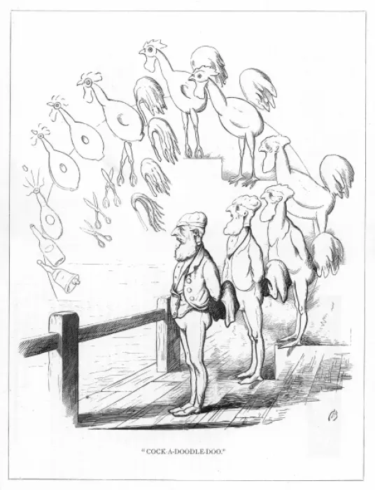 Framed Print : Origin Species, CH Bennett, man on holiday - cock