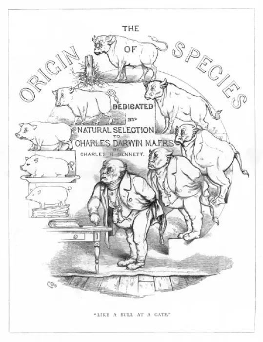 Framed Print : Origin Species, CH Bennett, title page Framed Print : Origin Species, CH Bennett, title page