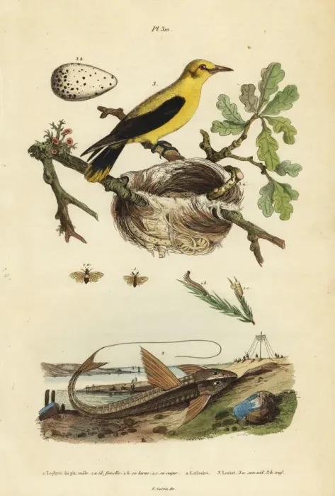 Framed Print : Oriole blackbird, chocolate loricarid catfish Framed Print : Oriole blackbird, chocolate loricarid catfish