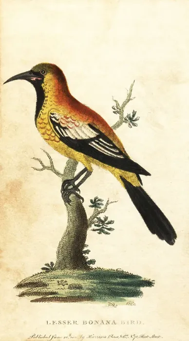 Framed Print : Oriole blackbird, Gymnomystax mexicanus Framed Print : Oriole blackbird, Gymnomystax mexicanus