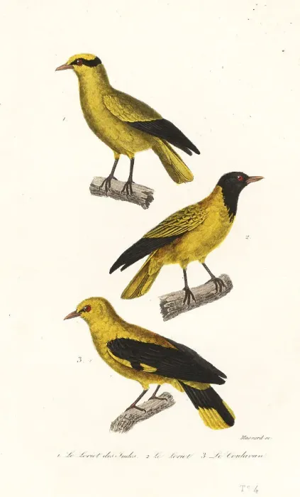 Framed Print : Oriole species Framed Print : Oriole species