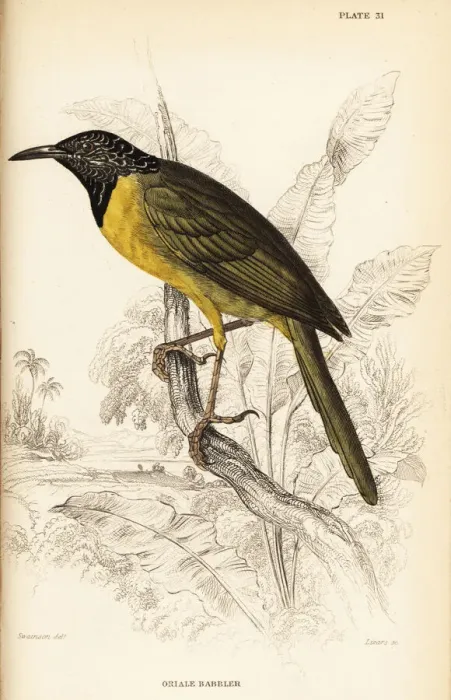 Framed Print : Oriole warbler, Hypergerus atriceps Framed Print : Oriole warbler, Hypergerus atriceps