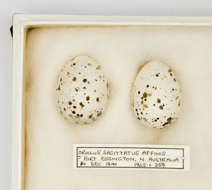 Framed Print : Oriolus sagittatus affinis eggs Framed Print : Oriolus sagittatus affinis eggs