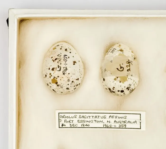 Framed Print : Oriolus sagittatus affinis eggs Framed Print : Oriolus sagittatus affinis eggs