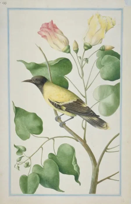 Framed Print : Oriolus sp. oriole Framed Print : Oriolus sp. oriole