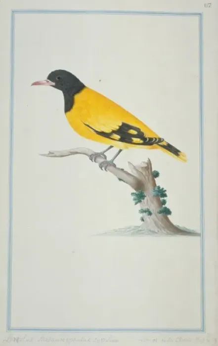 Framed Print : Oriolus sp. oriole Framed Print : Oriolus sp. oriole