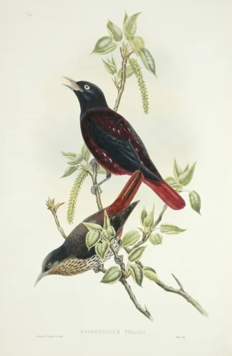 Framed Print : Oriolus traillii, maroon oriole Framed Print : Oriolus traillii, maroon oriole