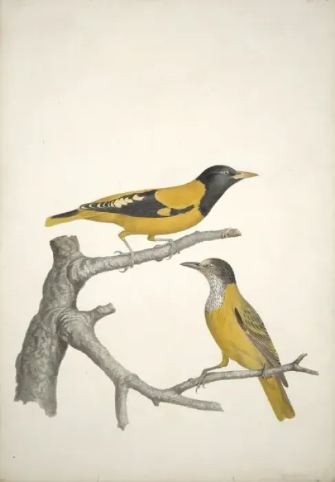 Framed Print : Oriolus xanthornus, black-hooded Oriole Framed Print : Oriolus xanthornus, black-hooded Oriole