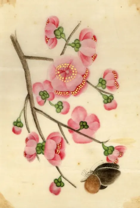Framed Print : Ornamental Cherry Framed Print : Ornamental Cherry