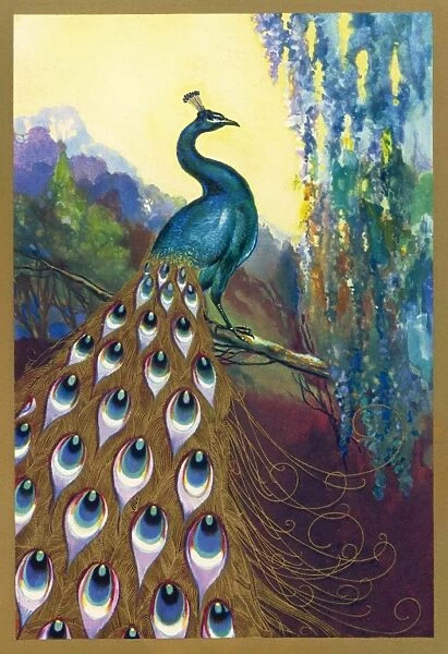 Ornamental Peacock. Ornamental peacock (Pavo cristatus)