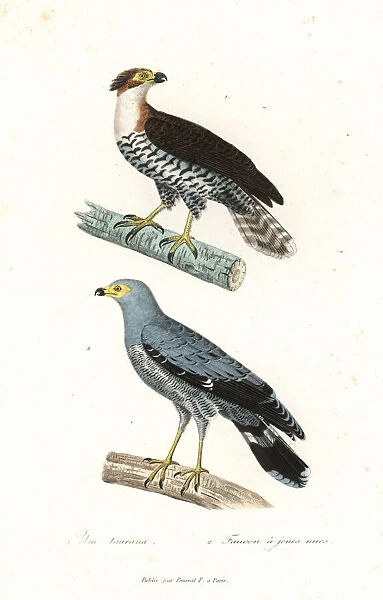 Ornate hawk eagle and African harrier-hawk