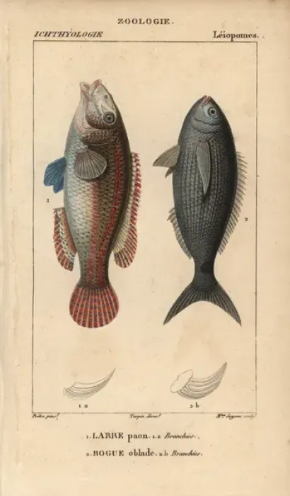 Framed Print : Ornate wrasse, Thalassoma pavo, and bogue, Boops boops Framed Print : Ornate wrasse, Thalassoma pavo, and bogue, Boops boops