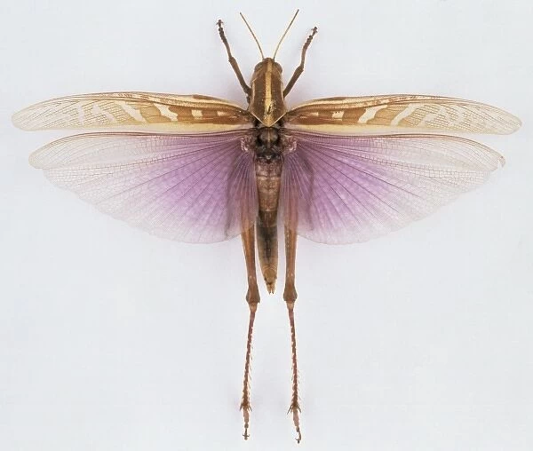 Ornithacris pictula magnifica, locust