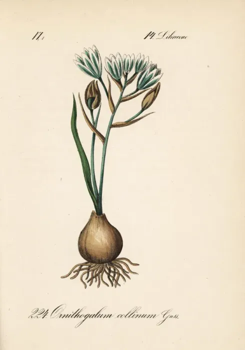 Framed Print : Ornithogalum collinum Framed Print : Ornithogalum collinum