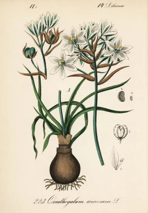 Framed Print : Ornithogalum comosum
