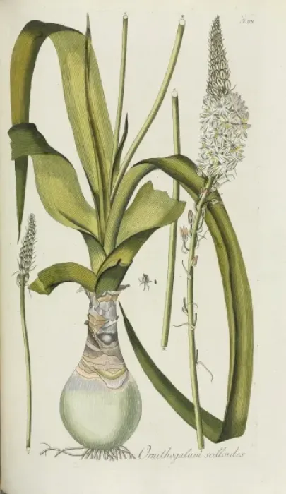 Framed Print : Ornithogalum scilloides Framed Print : Ornithogalum scilloides