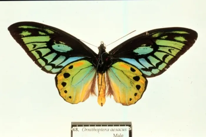 Framed Print : Ornithoptera aesacus, birdwing butterfly Framed Print : Ornithoptera aesacus, birdwing butterfly