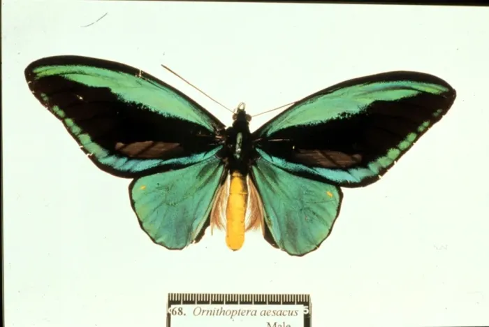 Framed Print : Ornithoptera aesacus, birdwing butterfly Framed Print : Ornithoptera aesacus, birdwing butterfly