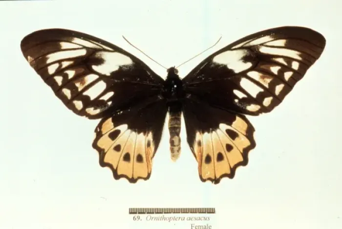 Framed Print : Ornithoptera aesacus, birdwing butterfly Framed Print : Ornithoptera aesacus, birdwing butterfly