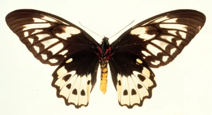 Framed Print : Ornithoptera aesacus, birdwing butterfly Framed Print : Ornithoptera aesacus, birdwing butterfly