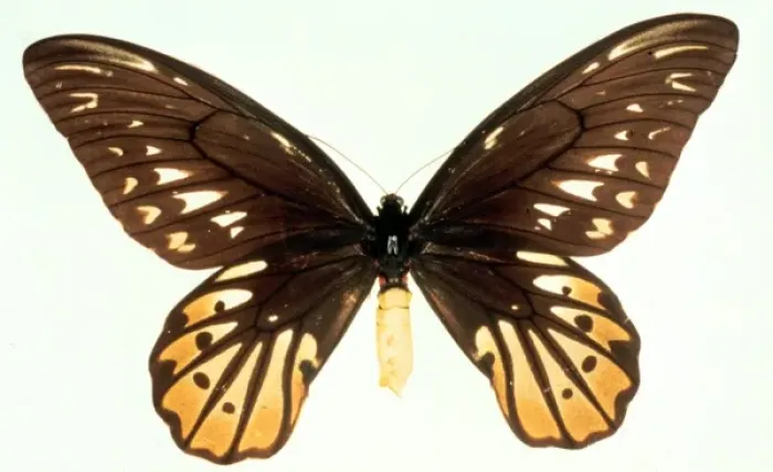 Framed Print : Ornithoptera alexandrae, Queen Alexandras birdwing Framed Print : Ornithoptera alexandrae, Queen Alexandras birdwing