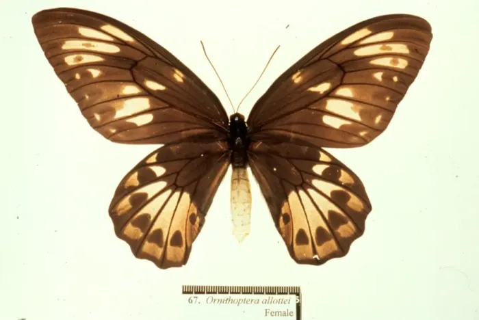 Framed Print : Ornithoptera allotei, birdwing butterfly Framed Print : Ornithoptera allotei, birdwing butterfly
