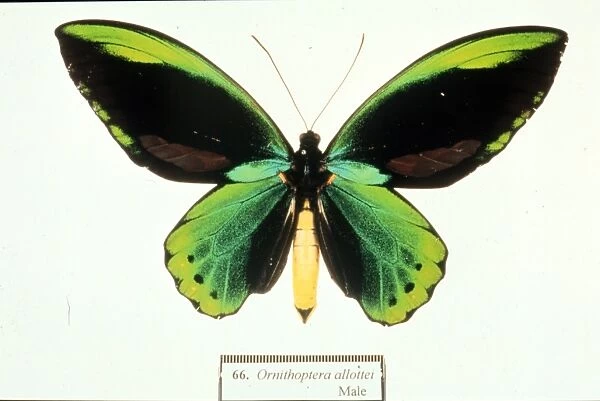 Ornithoptera allotei, birdwing butterfly