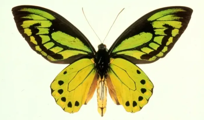 Framed Print : Ornithoptera allotei, birdwing butterfly Framed Print : Ornithoptera allotei, birdwing butterfly