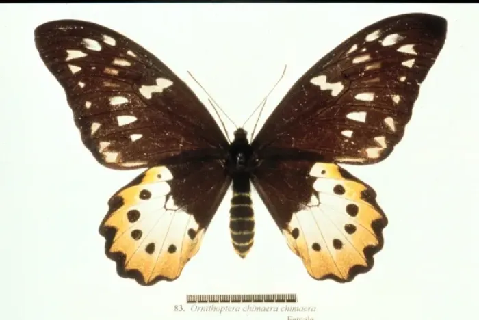 Framed Print : Ornithoptera chimaera, birdwing butterfly Framed Print : Ornithoptera chimaera, birdwing butterfly