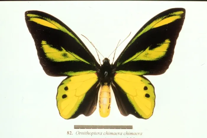 Framed Print : Ornithoptera chimaera, birdwing butterfly Framed Print : Ornithoptera chimaera, birdwing butterfly