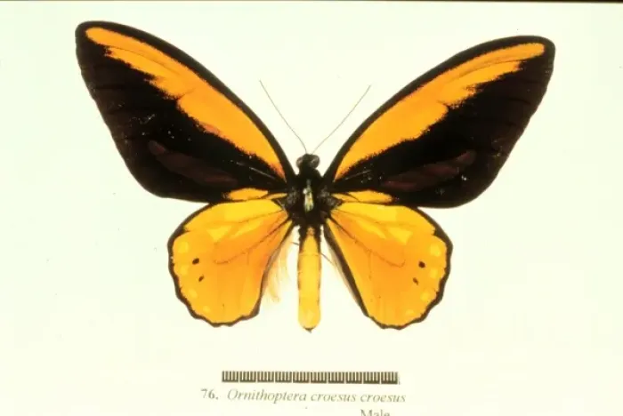Framed Print : Ornithoptera croesus, birdwing butterfly Framed Print : Ornithoptera croesus, birdwing butterfly