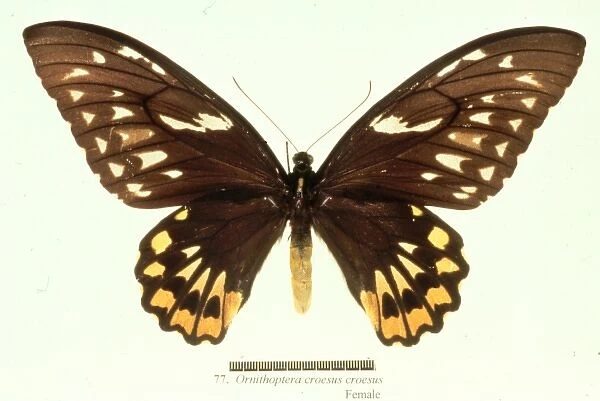 Ornithoptera croesus, birdwing butterfly