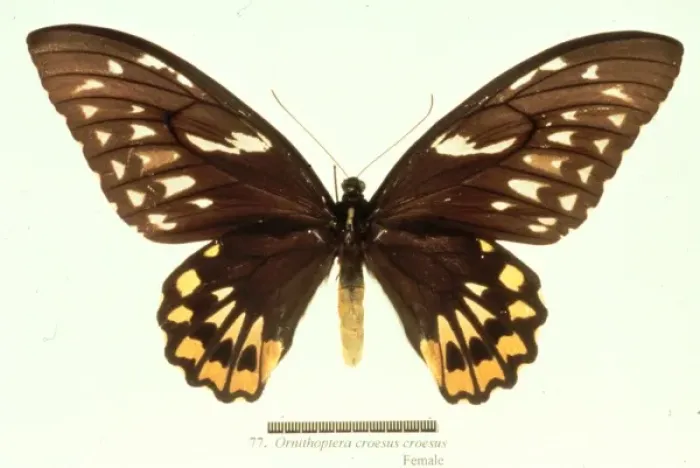 Framed Print : Ornithoptera croesus, birdwing butterfly Framed Print : Ornithoptera croesus, birdwing butterfly
