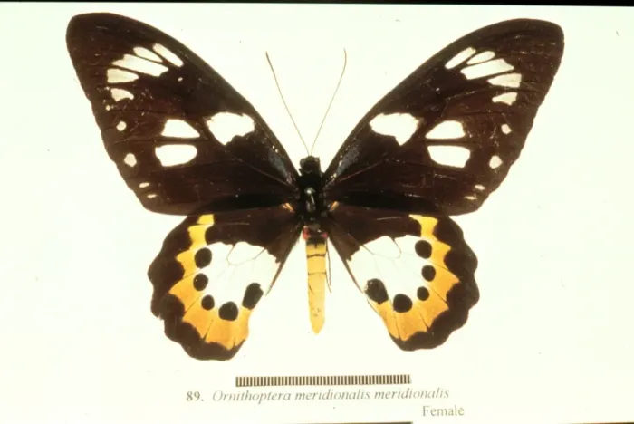 Framed Print : Ornithoptera meridionalis, birdwing butterfly Framed Print : Ornithoptera meridionalis, birdwing butterfly