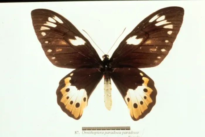 Framed Print : Ornithoptera paradisea, birdwing butterfly Framed Print : Ornithoptera paradisea, birdwing butterfly