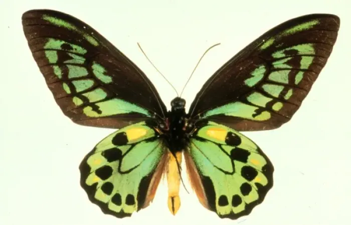 Framed Print : Ornithoptera priamus, birdwing butterfly Framed Print : Ornithoptera priamus, birdwing butterfly