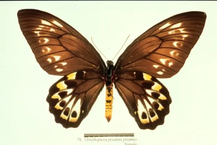 Framed Print : Ornithoptera priamus, birdwing butterfly Framed Print : Ornithoptera priamus, birdwing butterfly