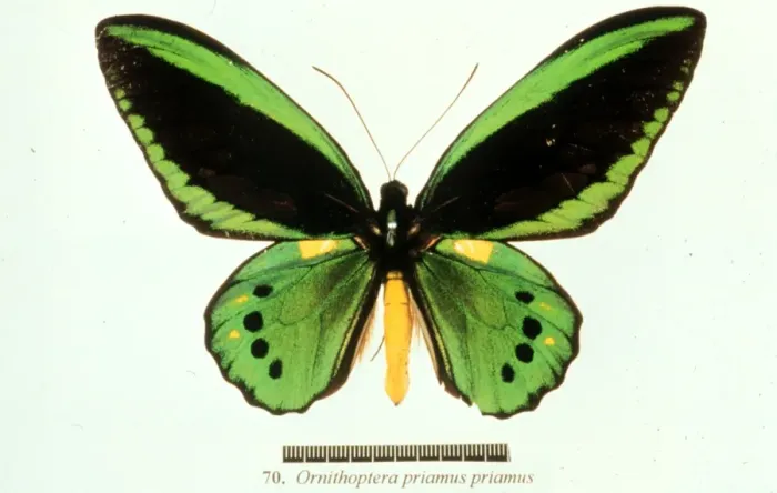 Framed Print : Ornithoptera priamus, birdwing butterfly Framed Print : Ornithoptera priamus, birdwing butterfly