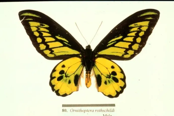 Framed Print : Ornithoptera rothschildi, Rothschilds birdwing Framed Print : Ornithoptera rothschildi, Rothschilds birdwing