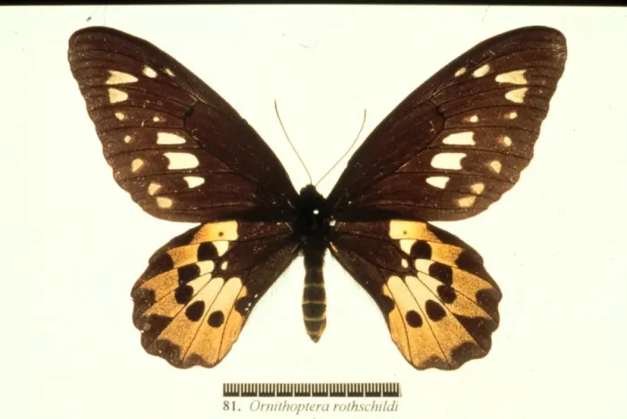 Framed Print : Ornithoptera rothschildi, Rothschilds birdwing Framed Print : Ornithoptera rothschildi, Rothschilds birdwing