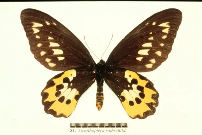 Framed Print : Ornithoptera rothschildi, Rothschilds birdwing Framed Print : Ornithoptera rothschildi, Rothschilds birdwing