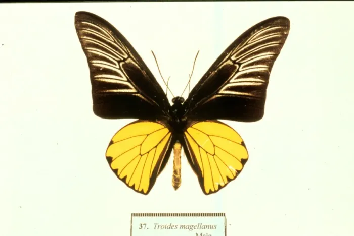 Framed Print : Ornithoptera tithonus, birdwing butterfly Framed Print : Ornithoptera tithonus, birdwing butterfly