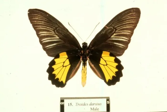 Framed Print : Ornithoptera tithonus, birdwing butterfly Framed Print : Ornithoptera tithonus, birdwing butterfly