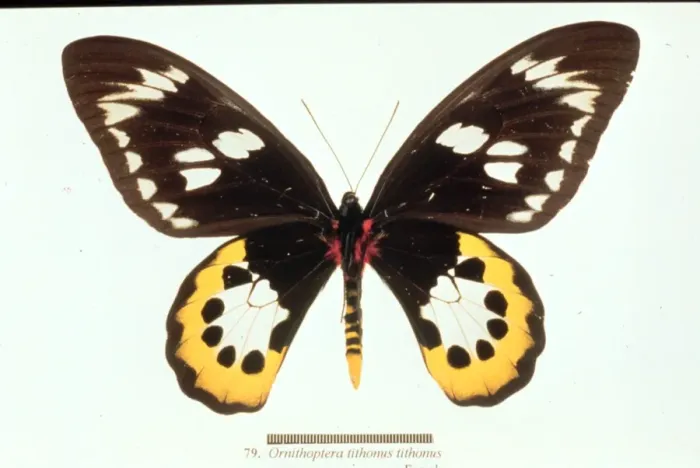 Framed Print : Ornithoptera tithonus, birdwing butterfly Framed Print : Ornithoptera tithonus, birdwing butterfly